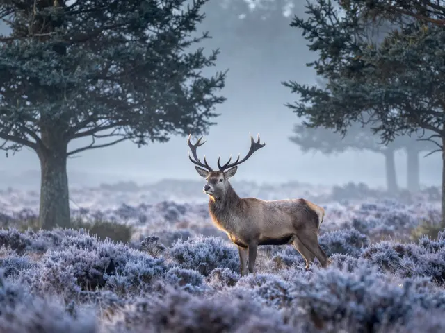 White Stag Myths in the Cairngorms: Stories and Wildlife Watching