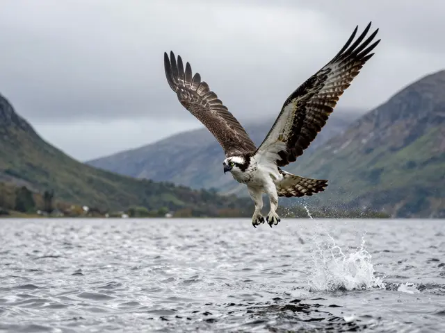 Ospreys and White-Tailed Sea Eagles in Scotland: A Guide to Reintroduction and Sighting