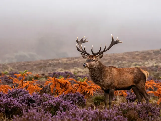 Wildlife Photography in Scotland: Ethics, Light, and Weather Guide