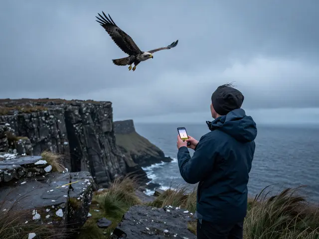 Best Wildlife Apps in Scotland: ID Tools, Tides & Aurora Alerts