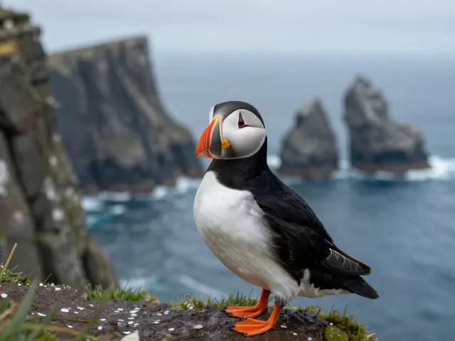 Puffin Watching on Coastal Cliffs: Best Season, Islands, and Boat Tours