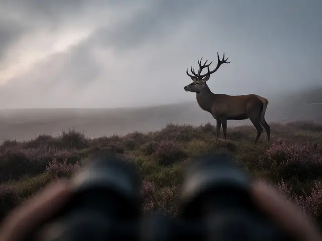 Leave No Trace for Wildlife Watching in Scotland: Best Practices